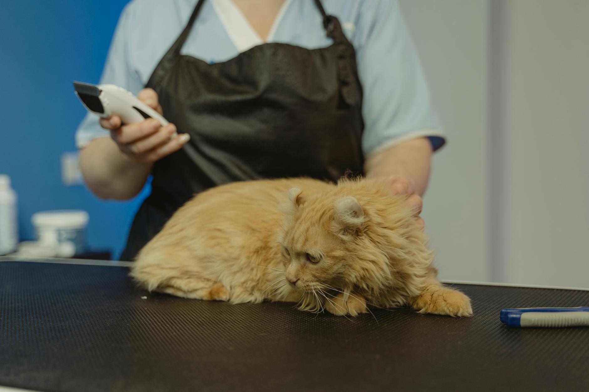 cat2