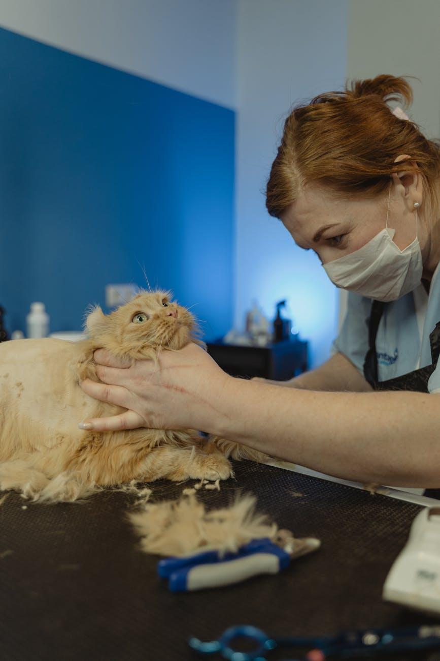 cat3