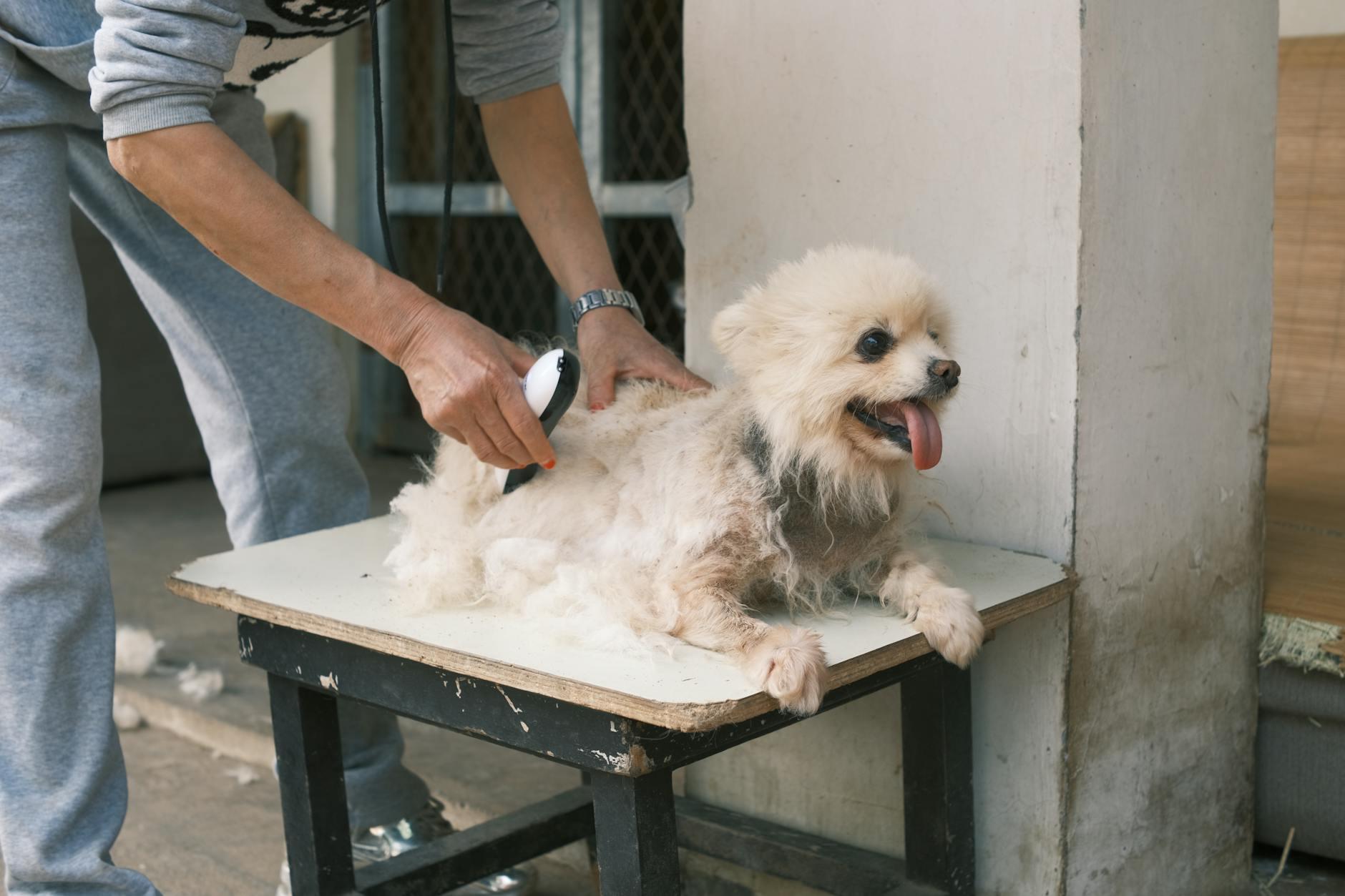dog-2.jpg