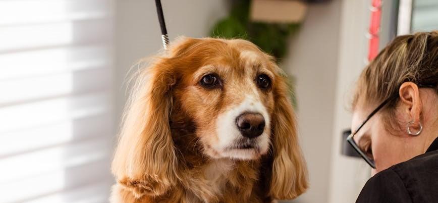 dog3